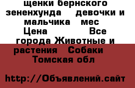 щенки бернского зененхунда. 2 девочки и 2 мальчика(2 мес.) › Цена ­ 22 000 - Все города Животные и растения » Собаки   . Томская обл.